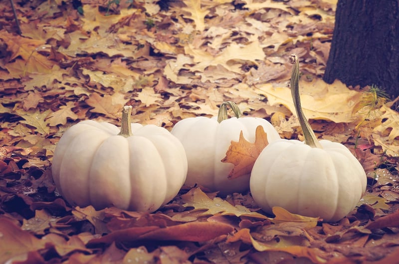 Autumn Vegetables