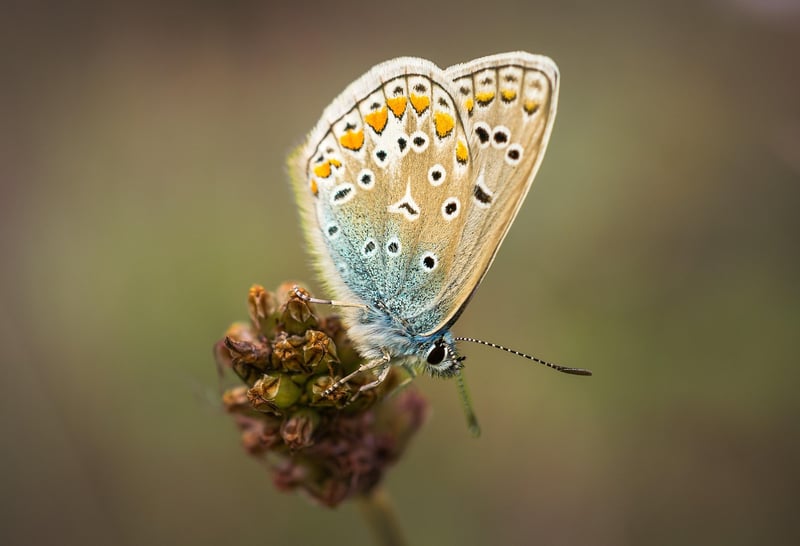 Butterfly in a garden