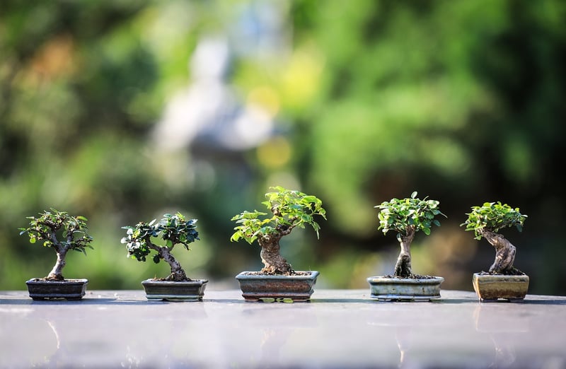 Gardening Workshop