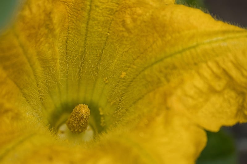 Fresh Pumpkin